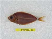 藏品(細紋鰏)的圖片